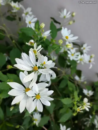 close-up of a white flowering vine with daisy-like blooms and green leaves