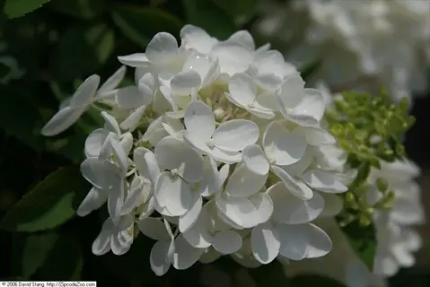 close-up of a white hydrangea panicle with delicate petals and green foliage background