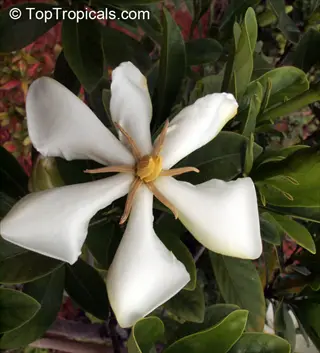 close-up of a white vietnam gardenia flower with green leaves