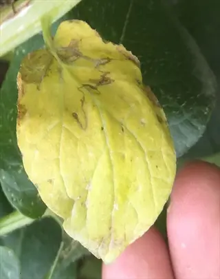 close-up of a yellowing potato leaf with brown spots and vein discoloration, held by a hand, during early foliage yellowing stage