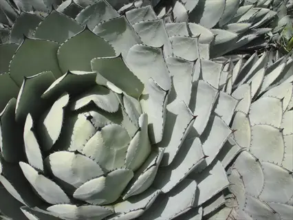close-up of agave parryi rosettes with symmetrical silvery-green succulent leaves and sharp spines