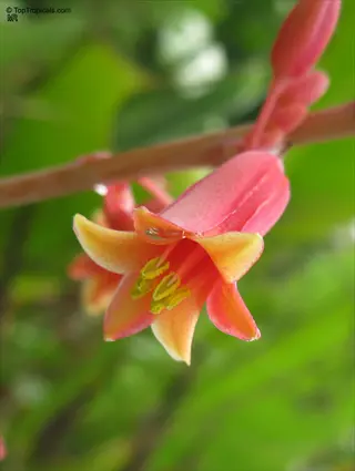 close-up of agave parviflora miniature flower with pink-yellow petals and dewdrops in natural habitat