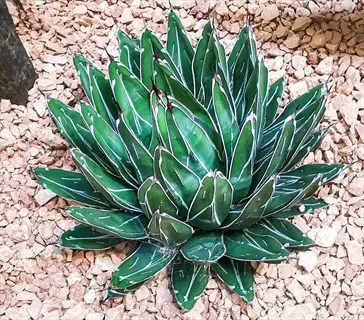 close-up of agave victoriae reginae (queen victoria's agave) with rigid green leaves and white edges growing on rocky substrate