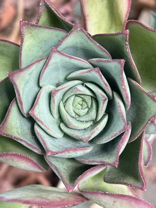 close-up of an echeveria succulent leaves rosette with green centers and vibrant red-edged foliage