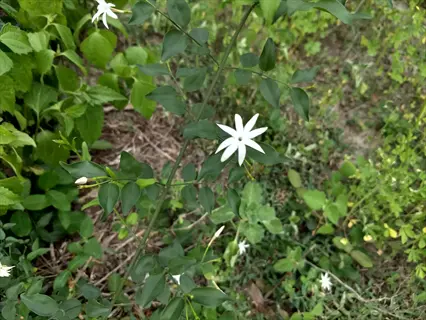 close-up of angel wing jasmine flowers with star-like white petals and glossy green leaves amid foliage