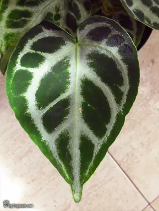 close-up of anthurium crystallinum leaves showing large heart-shaped leaf with prominent white veins on dark green surface