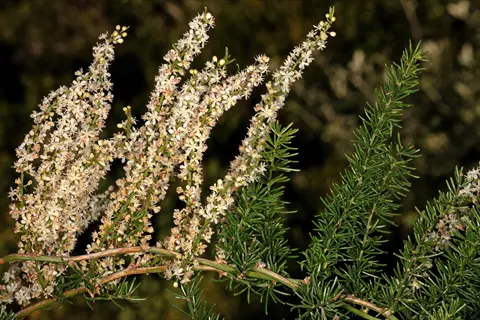 close-up of asparagus aethiopicus plant showing feathery foliage and white flower clusters