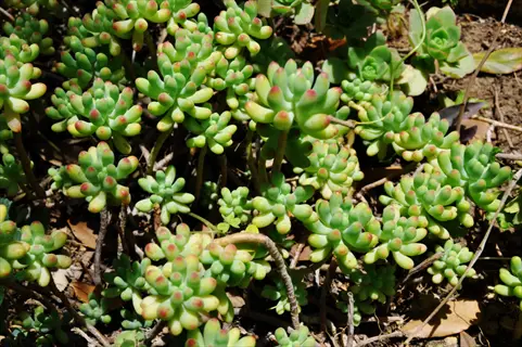close-up of baby jade plant (peperomia) with lush green leaves and red-tipped foliage growing in natural sunlight
