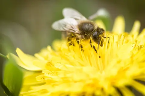 close-up of bee pollinating a vibrant yellow dandelion flower