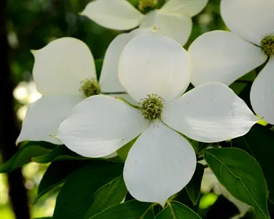 close-up of blooming kousa dogwood flowers with white petals and green centers