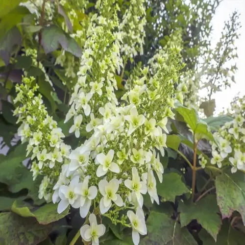close-up of blooming oakleaf hydrangea with white flower clusters and large lobed leaves under sunlight