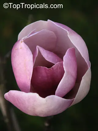 close-up of blooming pink saucer magnolia flowers