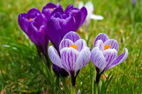 close-up of blooming purple and striped white crocus flowers emerging from spring grass