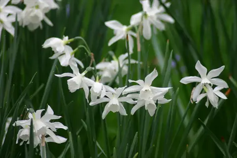 close-up of blooming thalia white daffodil flowers with slender petals and green stems