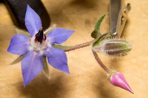 close-up of borage blue flowers featuring a star-shaped bloom, unopened bud, and pink flower against a wooden surface with gardening tools