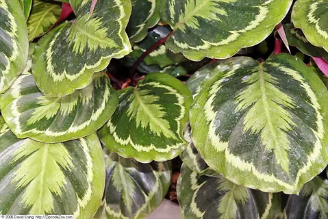 close-up of calathea medallion leaves with intricate green and white patterns and wavy edges