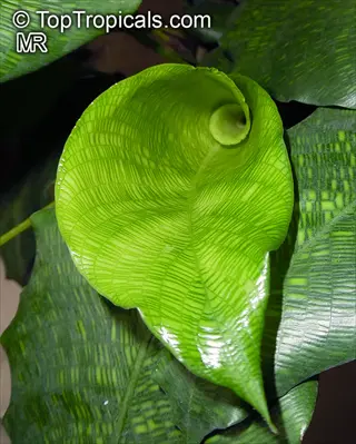 close-up of calathea musaica network leaf showcasing intricate vein patterns
