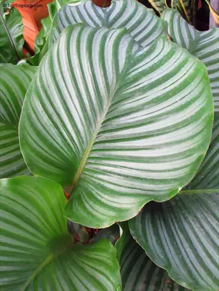 close-up of calathea orbifolia leaf with distinctive green stripes