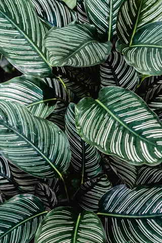 close-up of calathea pinstripe ornata leaves with distinctive green and white striped patterns
