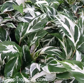 close-up of calathea white fusion plant with green-and-white striped leaves