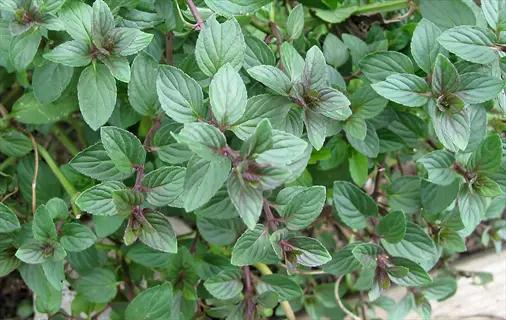 close-up of chocolate mint herb with green leaves showing reddish-purple edges and stems