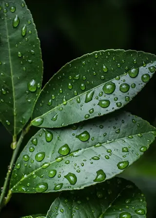 close-up of clean plant leaves with glistening water droplets after rain or watering, showcasing effective dust control measures
