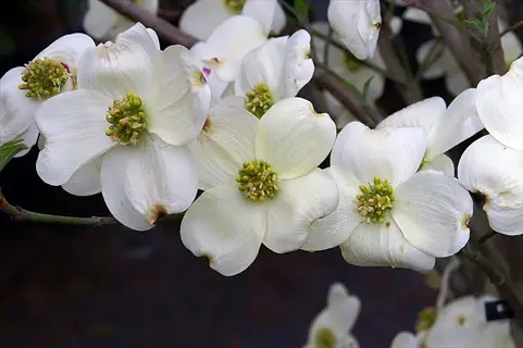 close-up of cloud 9 dogwood blooms with white petals and yellow centers on a branch