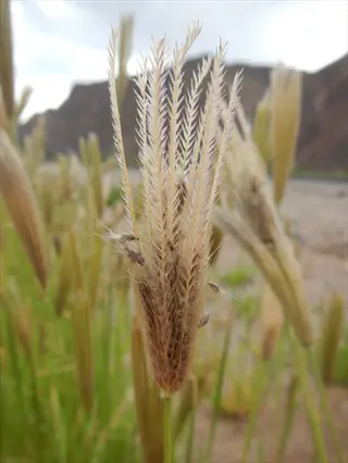 close-up of common bahia grass roadside with blurred hills in the background