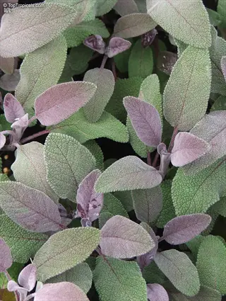 close-up of common sage plant with green and purple-tinged leaves