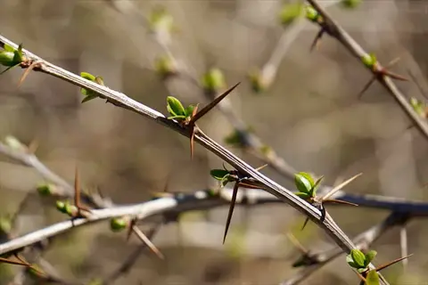 close-up of corky winged bush stems with thorns and fresh green buds in spring