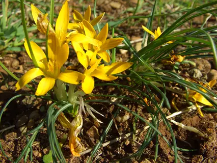close-up of crocus angustifolius gold flowers with slender green leaves on natural soil background