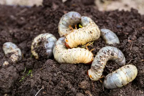 close-up of cutworm larvae soil with multiple pale segmented larvae burrowing in dark organic matter