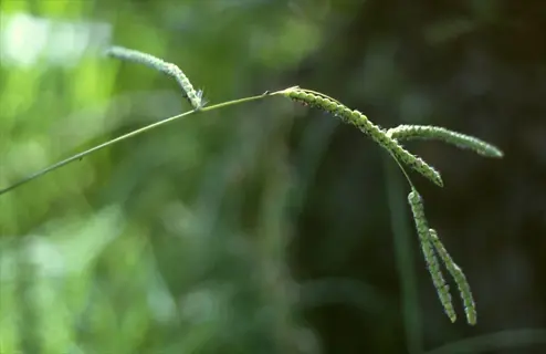 close-up of dallisgrass lawn weed with slender seed heads against blurred green foliage background