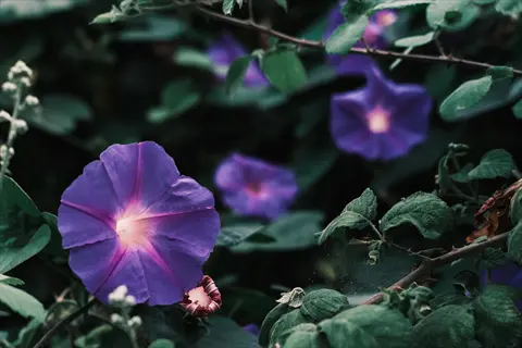 close-up of dark purple morning glory flowers with green leaves in natural foliage