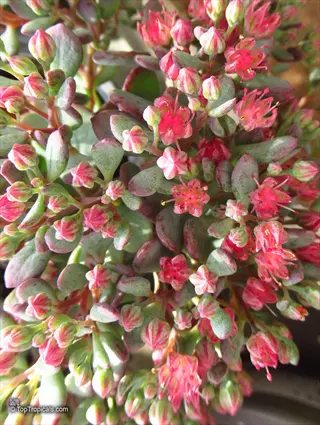 close-up of dazzleberry sedum plant with clusters of vibrant pink blooms and succulent green leaves