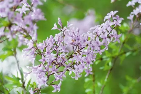 close-up of delicate cutleaf lilac flowers with light purple blossoms and green foliage