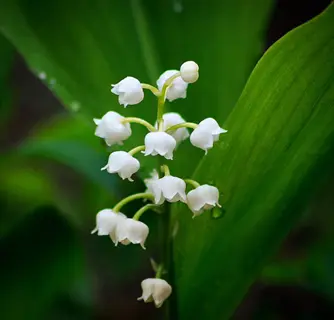 close-up of delicate lily valley white flowers with bell-shaped blooms and green leaves