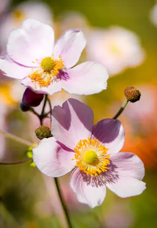 close-up of delicate pink anemone flowers blooming in spring sunlight