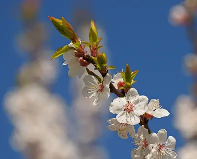 close-up of delicate white apricot tree blossoms with green leaves against a clear blue sky