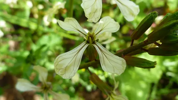 close-up of delicate white arugula flowers with visible veins, surrounded by green foliage