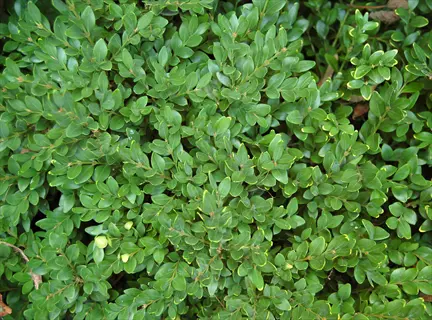close-up of dense green velvet boxwood foliage with vibrant small leaves