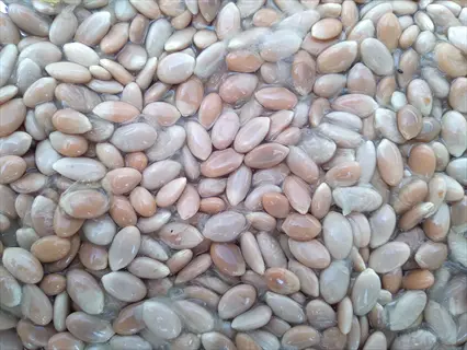 close-up of densely packed overripe cucumber seeds in a moist, translucent medium