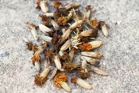 close-up of dried marigold seed heads with remnants of orange petals on a textured surface