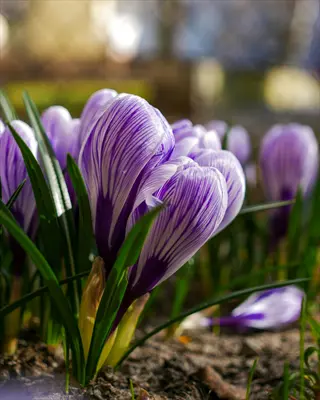 close-up of dutch crocus purple blooms with green foliage in a garden setting