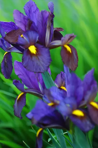 close-up of dutch iris purple flowers with vibrant yellow markings amidst green foliage