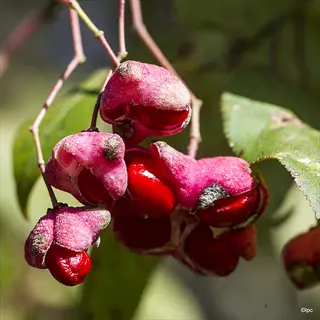 close-up of eastern wahoo fruit capsules with pink pods and red seeds, surrounded by green leaves