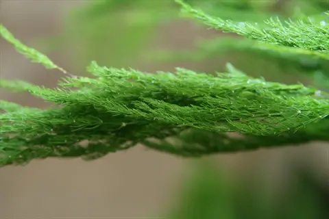 close-up of feathery green plumosa asparagus fern fronds