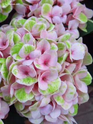close-up of fire ice hydrangea flowers showcasing pink and green gradient petals