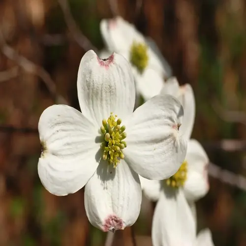 close-up of flowering dogwood blooms with white petals and yellow centers