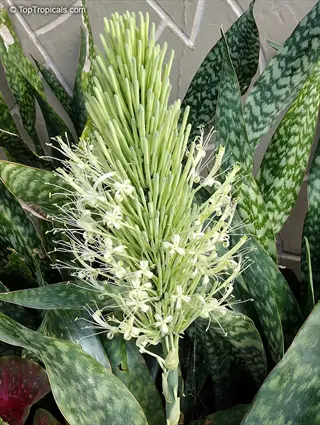 close-up of flowering sansevieria hahnii birds nest with green patterned leaves and white blooms